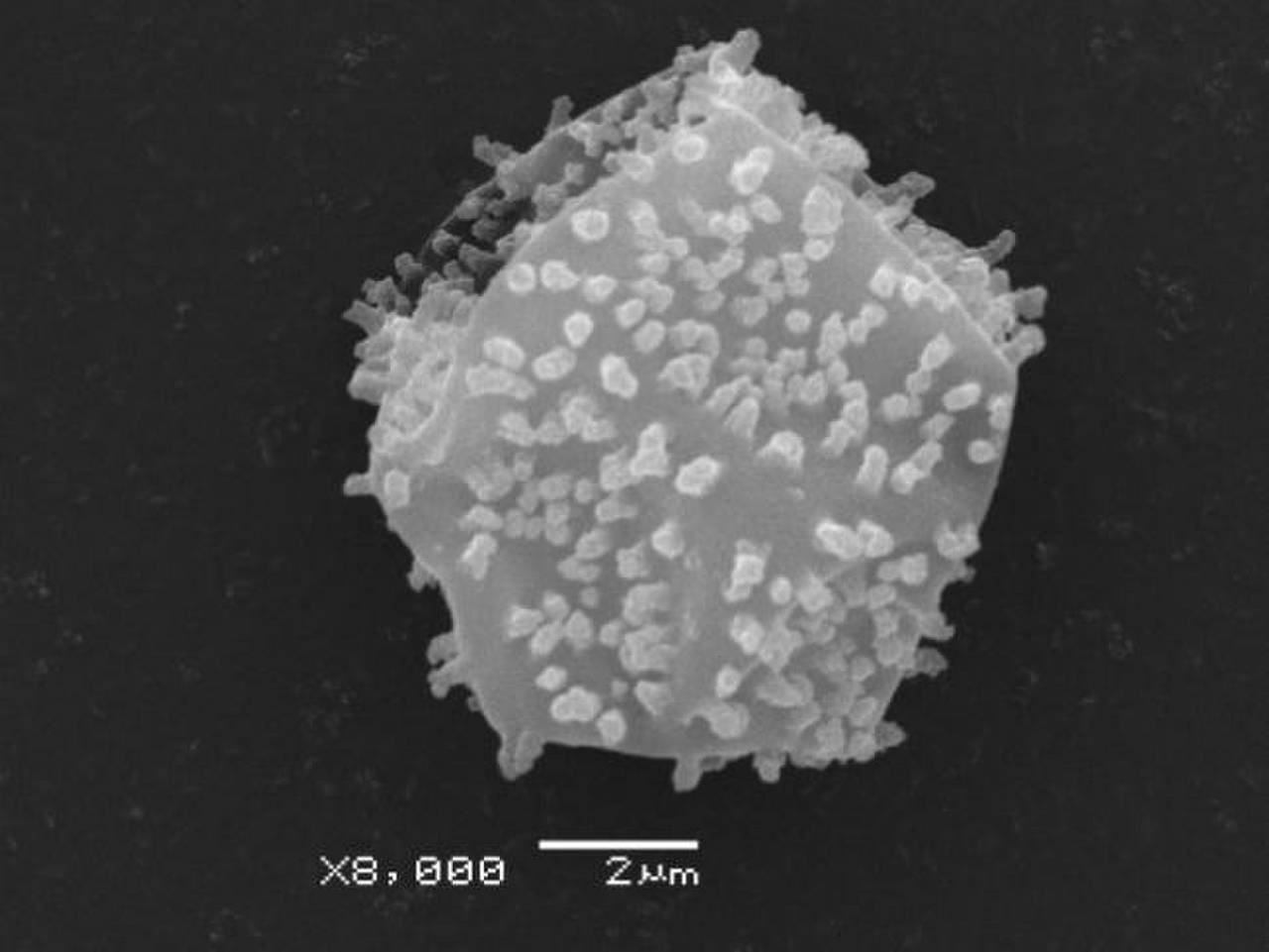 Physarum spectabile споры, СЭМ, Нелидовский, Tver Oblast (Russia)