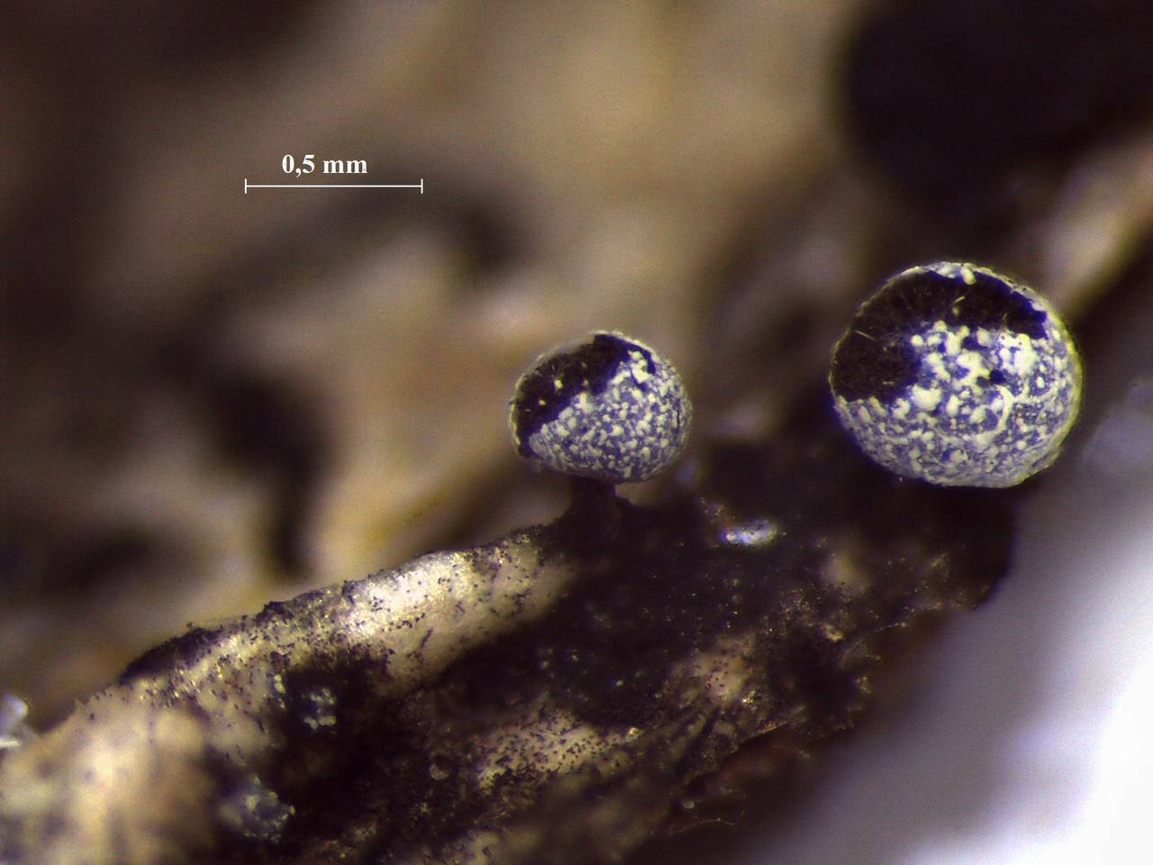 Physarum notabile внешний вид спороношения, Нелидовский, Tver Oblast (Russia)