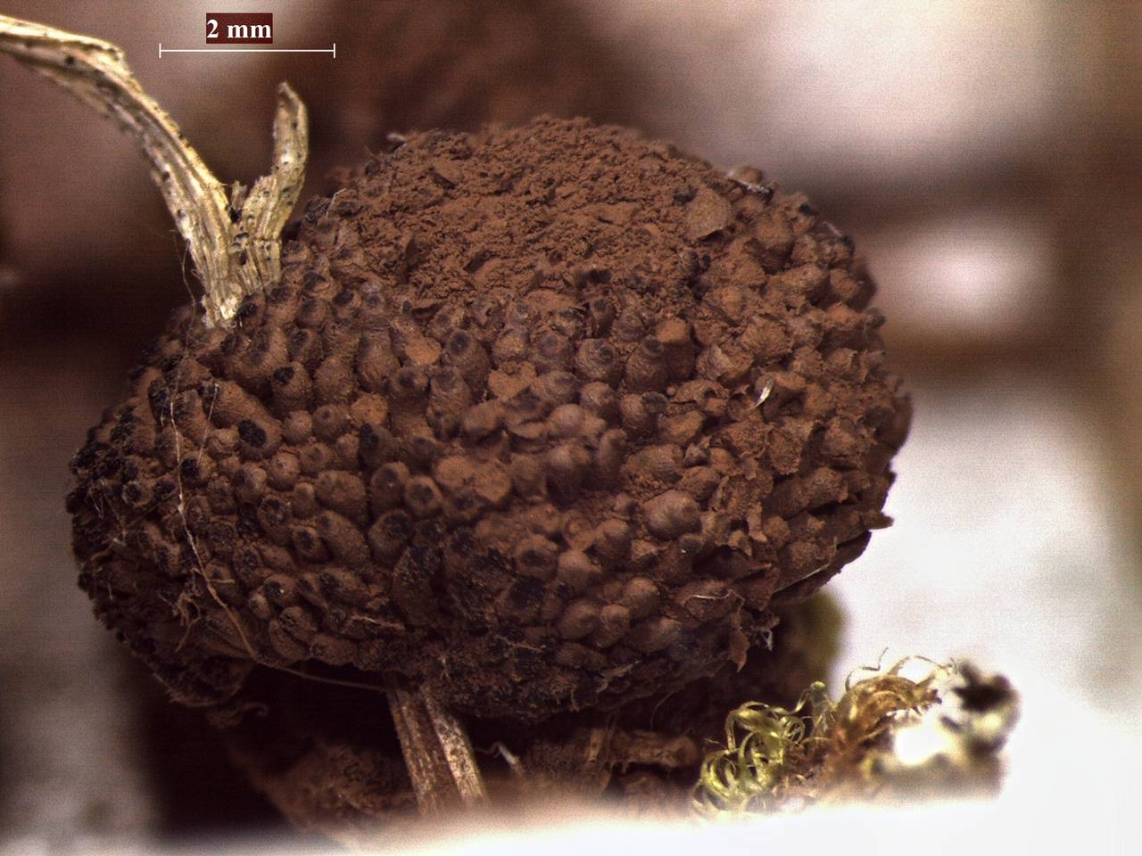 Tubifera ferruginosa - внешний вид спороношения, Нелидовский, Tver Oblast (Russia)