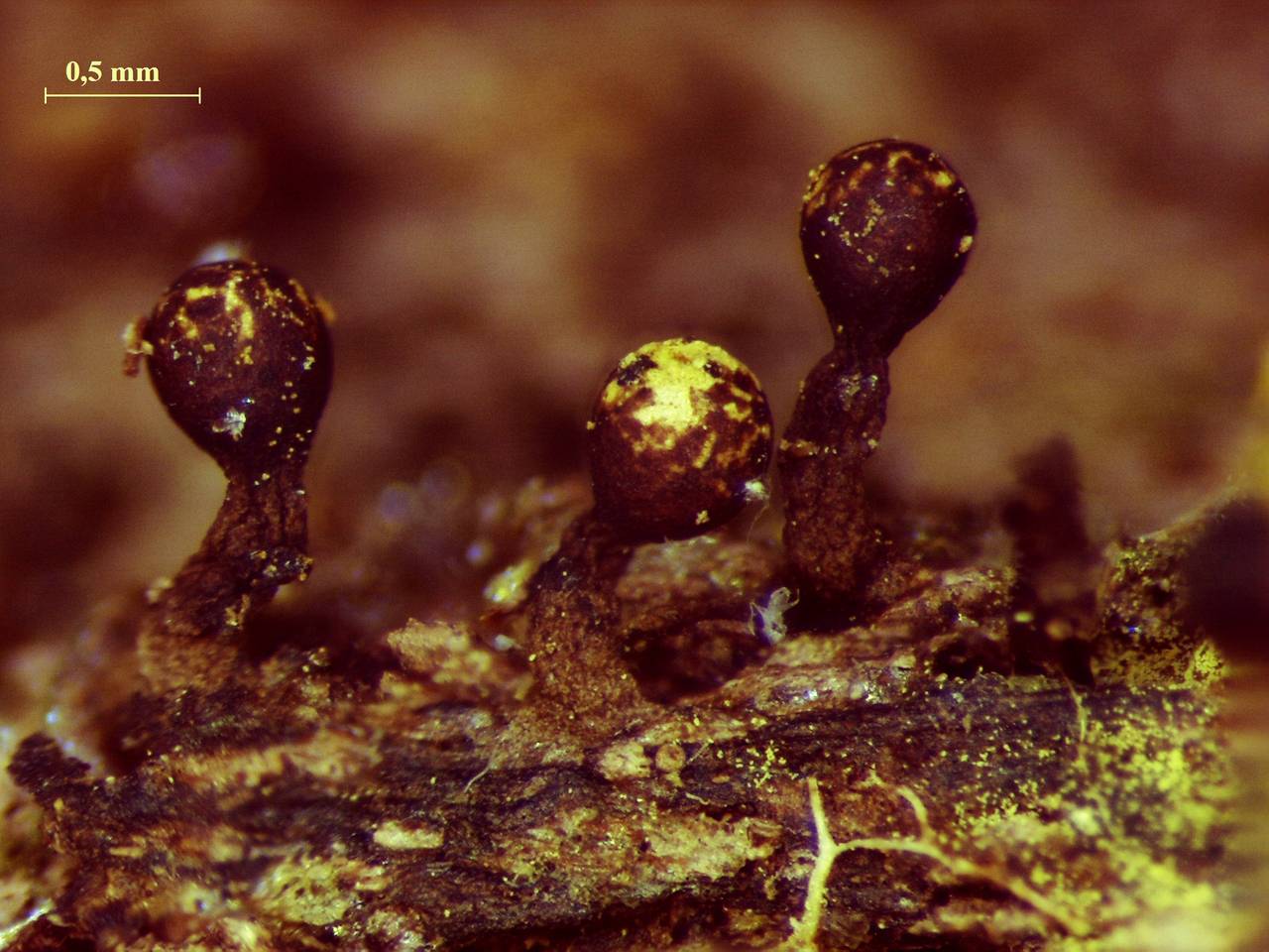 Trichia erecta -внешний вид спороношений, Нелидовский, Tver Oblast (Russia)