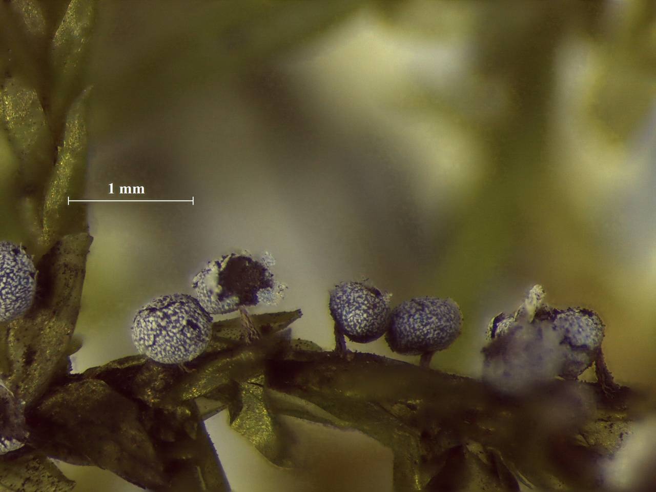 Physarum album - внешний вид спороношений, Нелидовский, Tver Oblast (Russia)