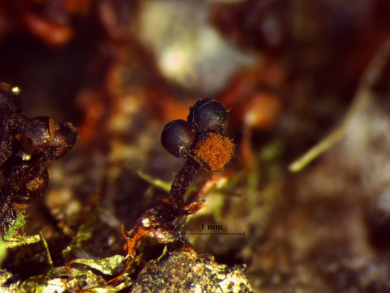 Metatrichia floriformis - внешний вид спороношений, Нелидовский, Tver Oblast (Russia)