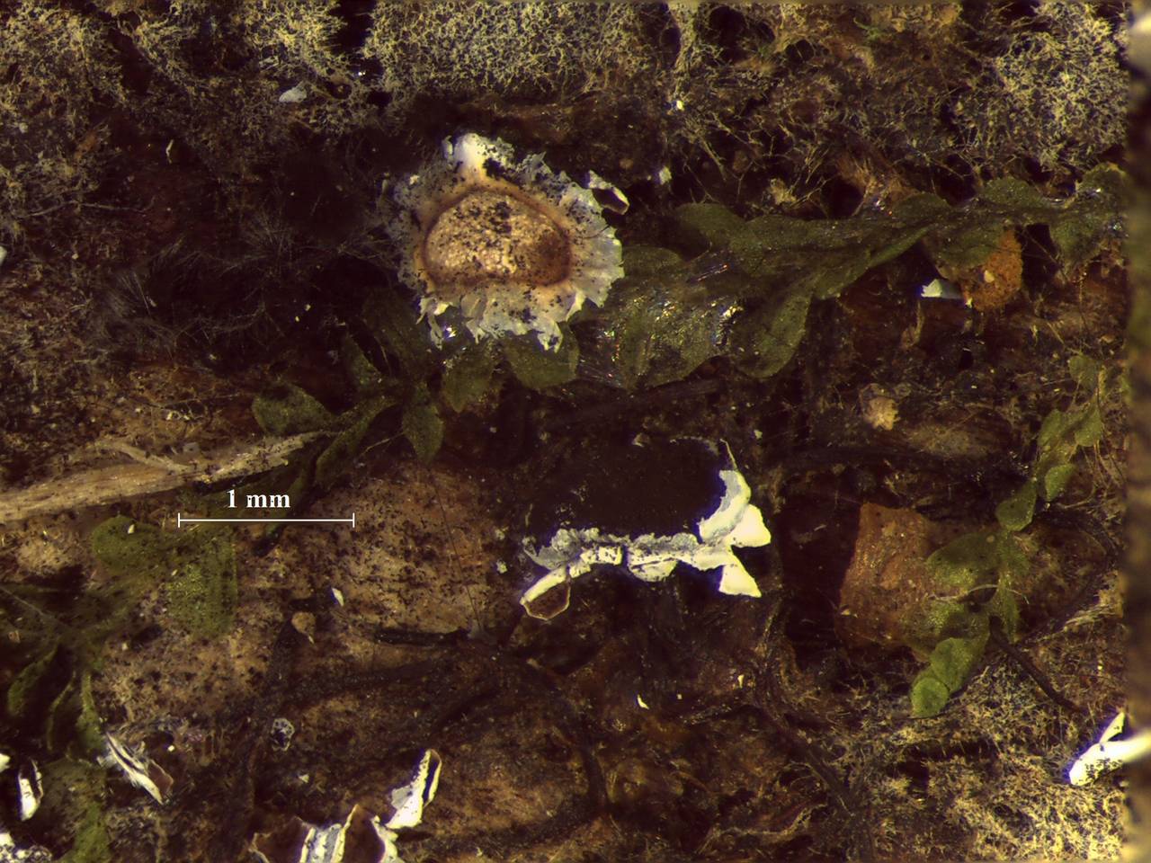 Diderma radiatum - внешний вид спороношений, Нелидовский, Tver Oblast (Russia)