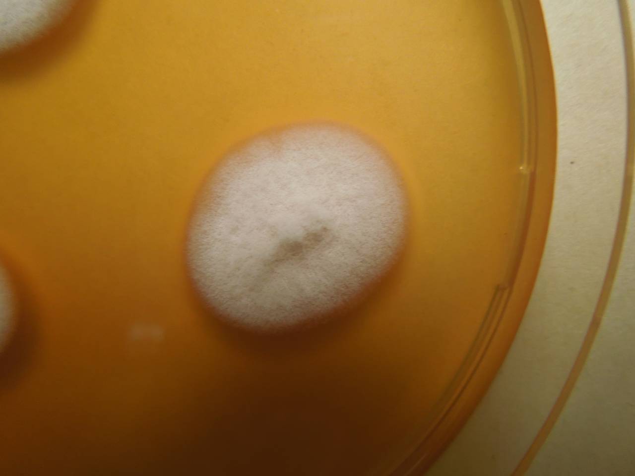 2865_MSU_FS-02, Район Кбанг (K'Bang districts), Gia Lai province (Vietnam)