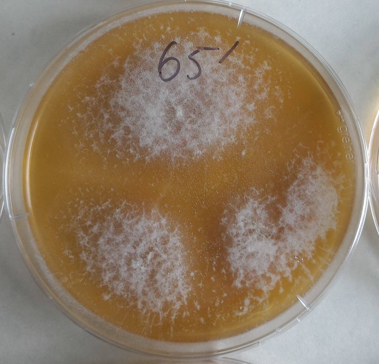 2870_MSU_FS-01, Район Манг Занг (Mang Yang districts), Gia Lai province (Vietnam)