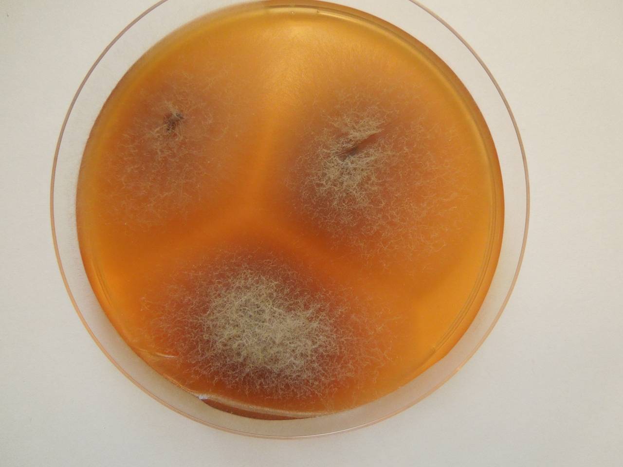 2870_MSU_FS-01, Район Манг Занг (Mang Yang districts), Gia Lai province (Vietnam)