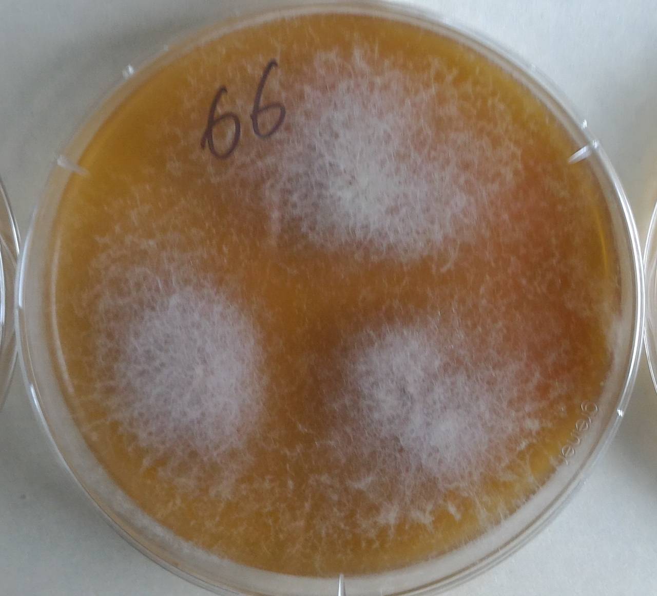 2871_MSU_FS-01, Район Манг Занг (Mang Yang districts), Gia Lai province (Vietnam)