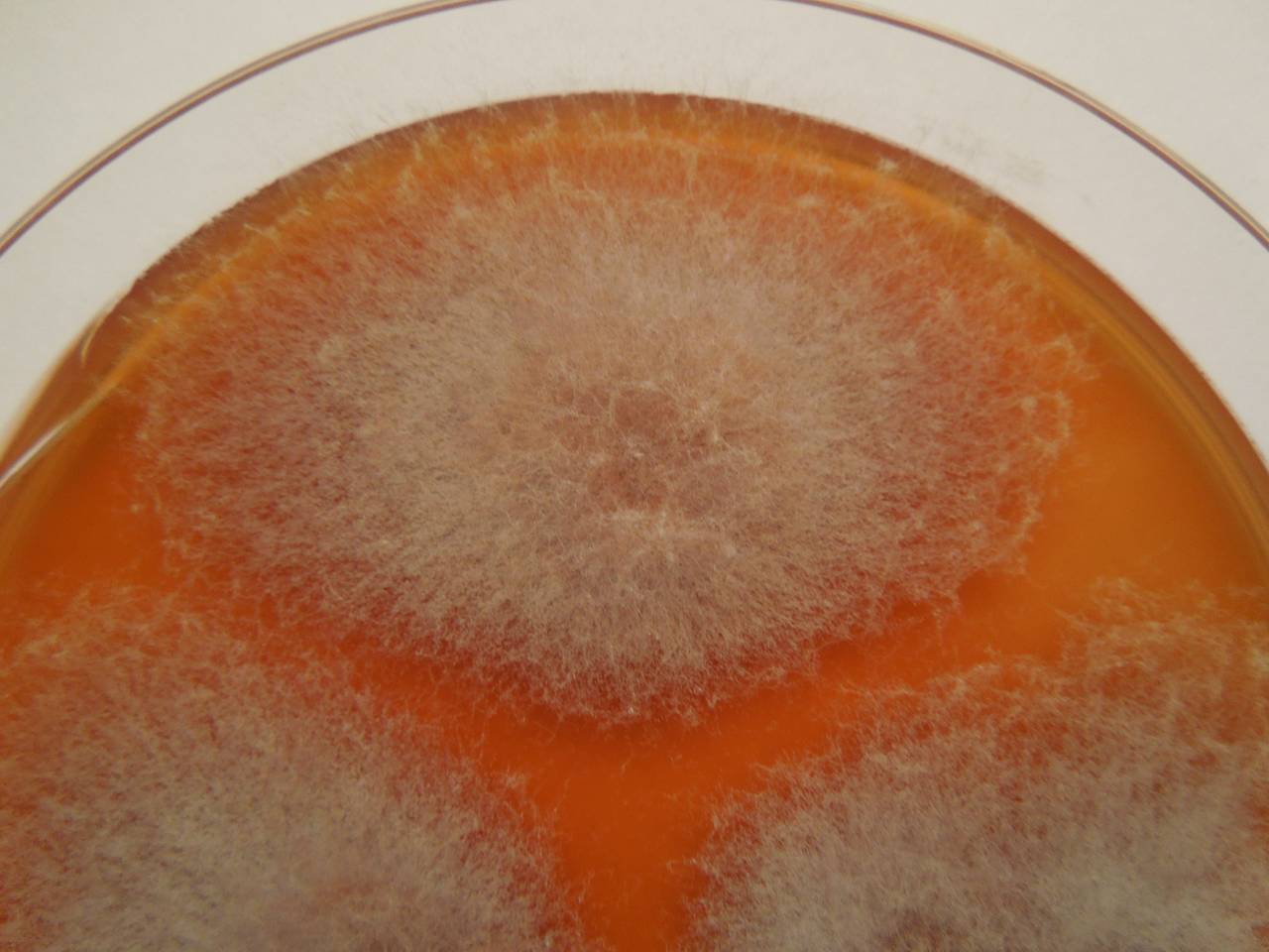 2871_MSU_FS-01, Район Манг Занг (Mang Yang districts), Gia Lai province (Vietnam)