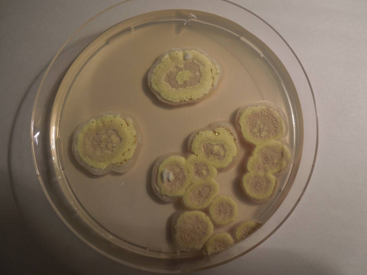 2931_MSU_FS-02, Район Манг Занг (Mang Yang districts), Gia Lai province (Vietnam)