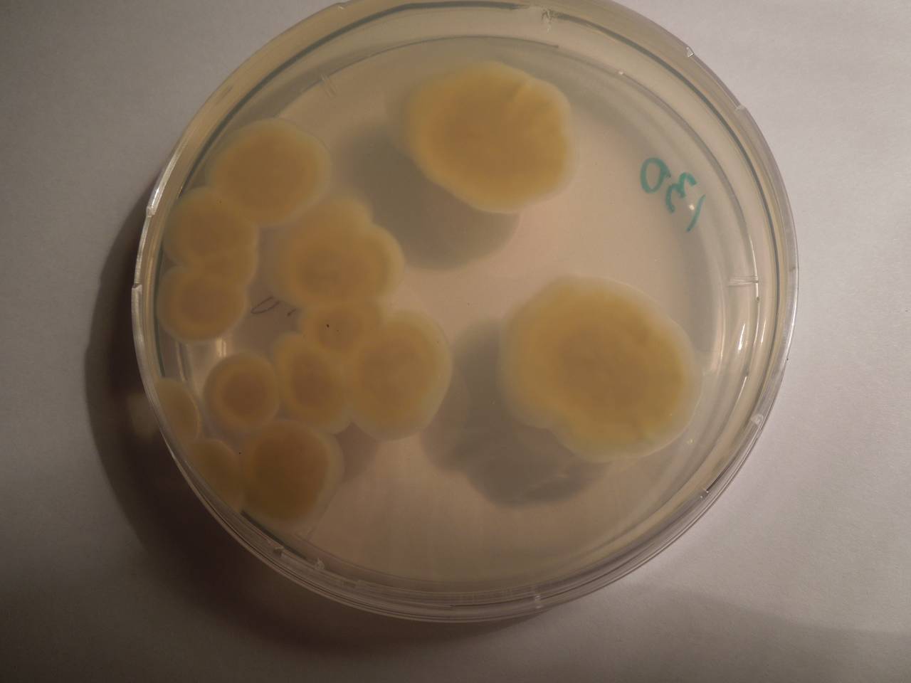 2931_MSU_FS-02, Район Манг Занг (Mang Yang districts), Gia Lai province (Vietnam)