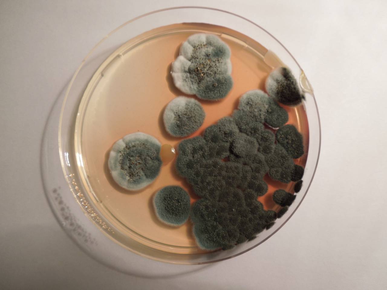 2932_MSU_FS-02, Район Манг Занг (Mang Yang districts), Gia Lai province (Vietnam)