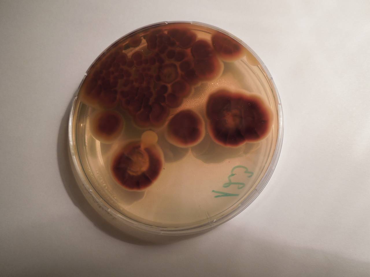 2932_MSU_FS-02, Район Манг Занг (Mang Yang districts), Gia Lai province (Vietnam)