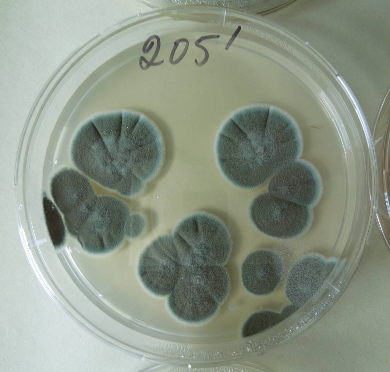 2935_MSU_FS-01, Район Тан Шон (Thanh Sơn District), Bến Tre Province (Vietnam)