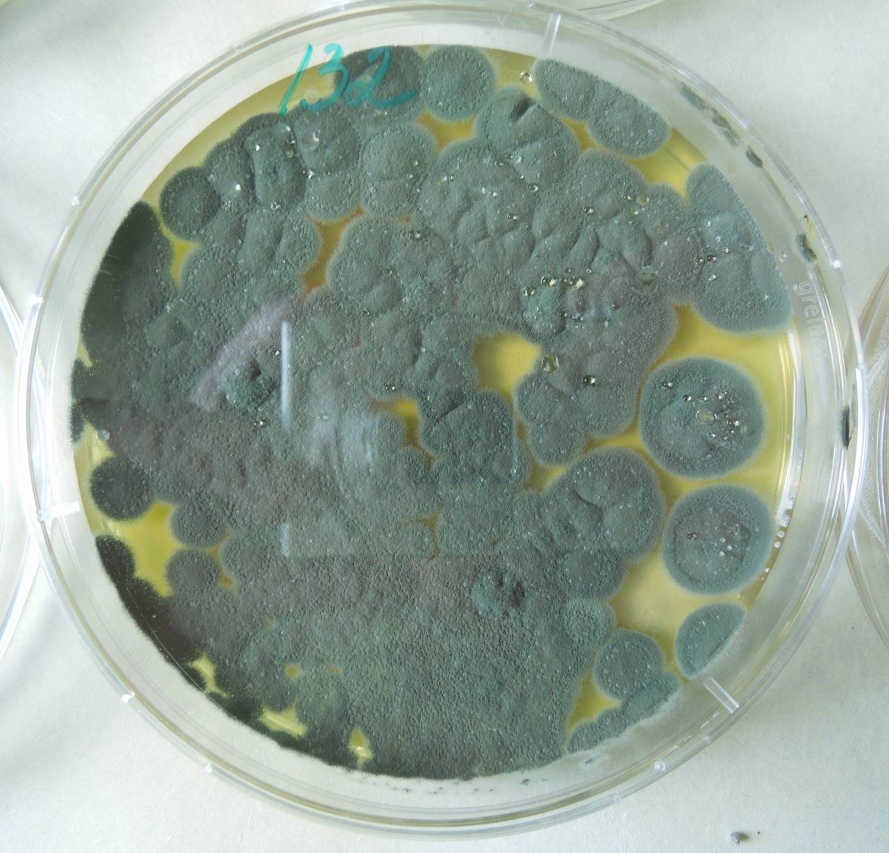 2962_MSU_FS-01, Район Манг Занг (Mang Yang districts), Gia Lai province (Vietnam)