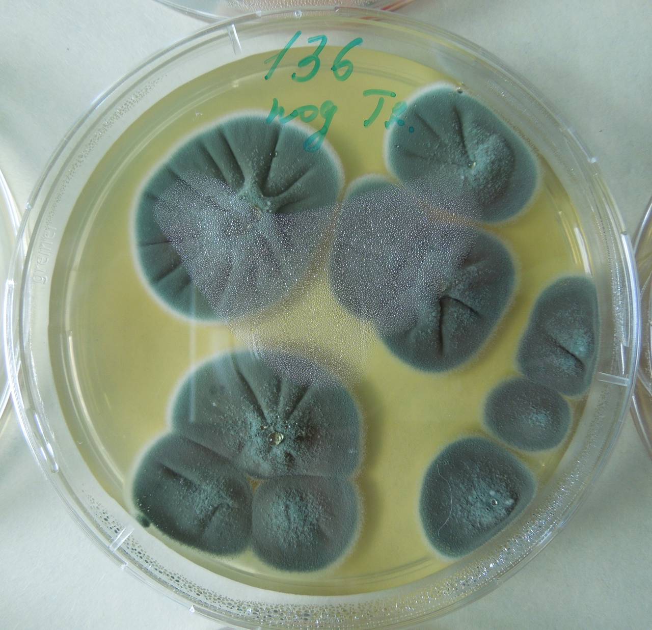 2968_MSU_FS-01, Район Манг Занг (Mang Yang districts), Gia Lai province (Vietnam)