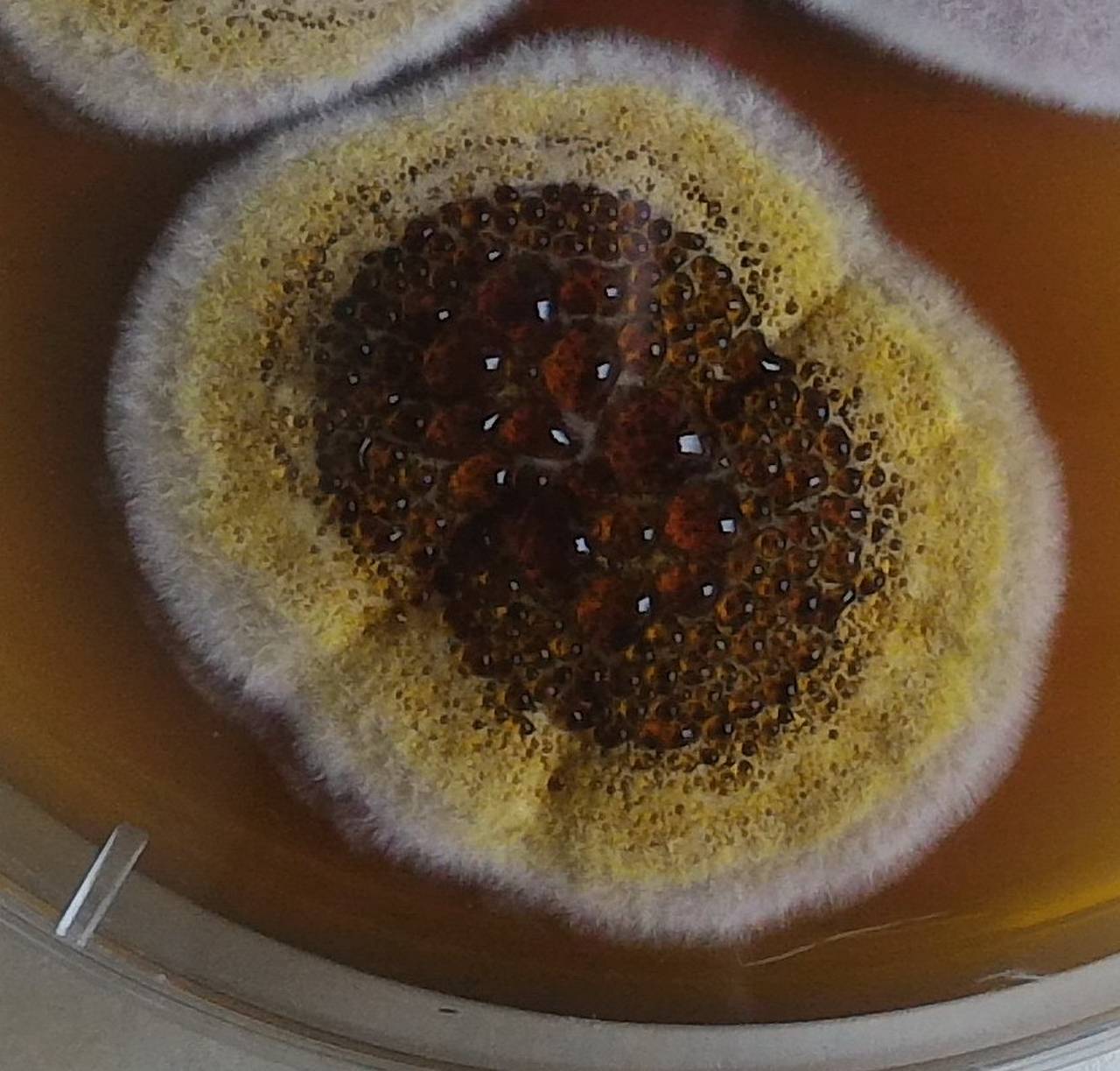 2977_MSU_FS-01, Район Манг Занг (Mang Yang districts), Gia Lai province (Vietnam)