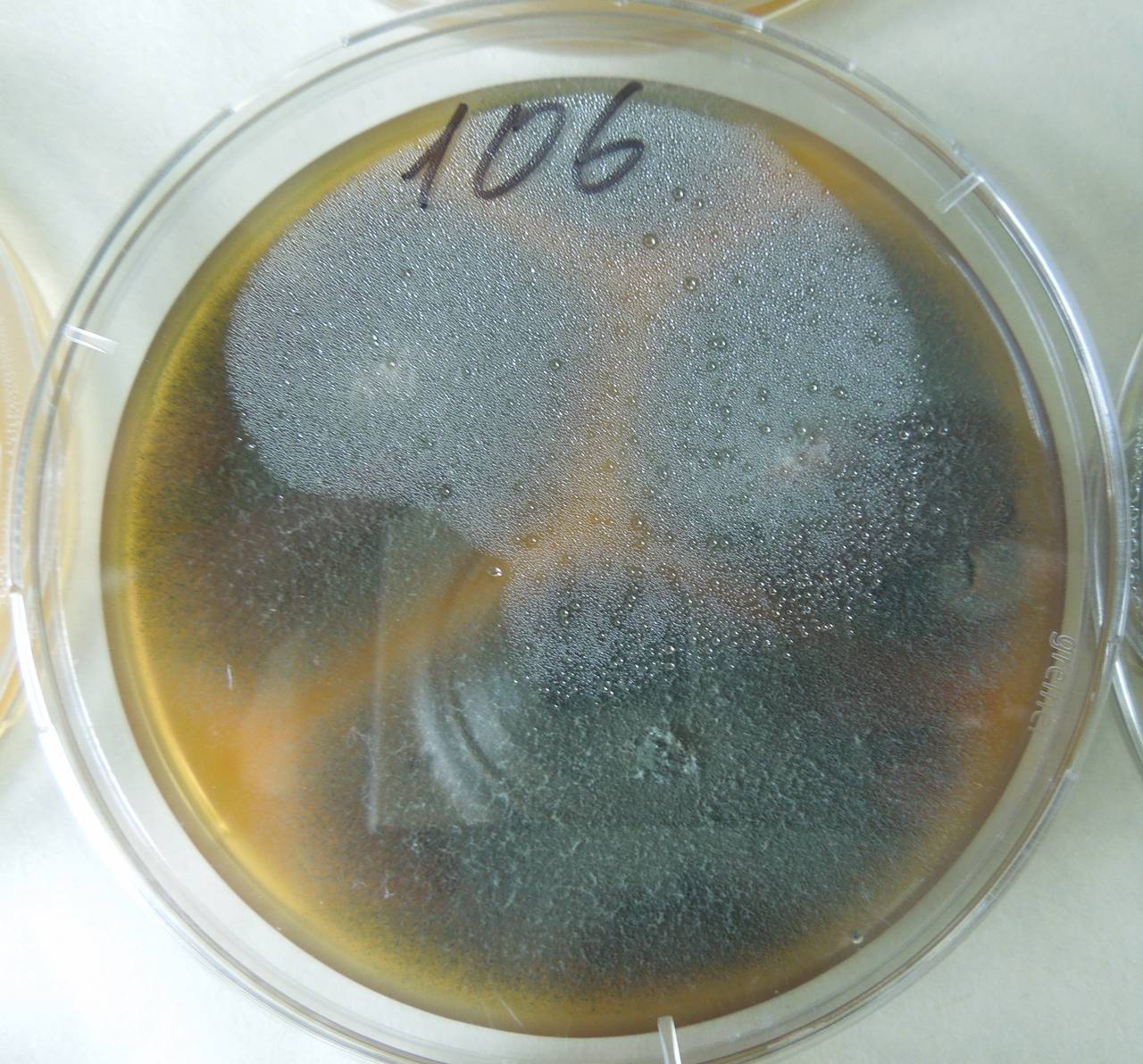 2989_MSU_FS-01, Район Кон Плонг (Kon Plông district), Kon Tum province (Vietnam)