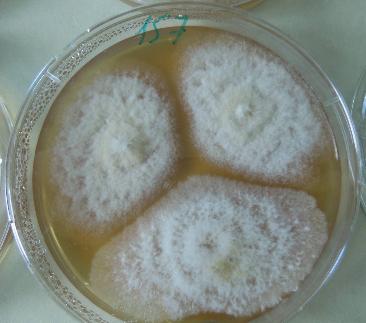 2990_MSU_FS-01, Район Кон Плонг (Kon Plông district), Kon Tum province (Vietnam)