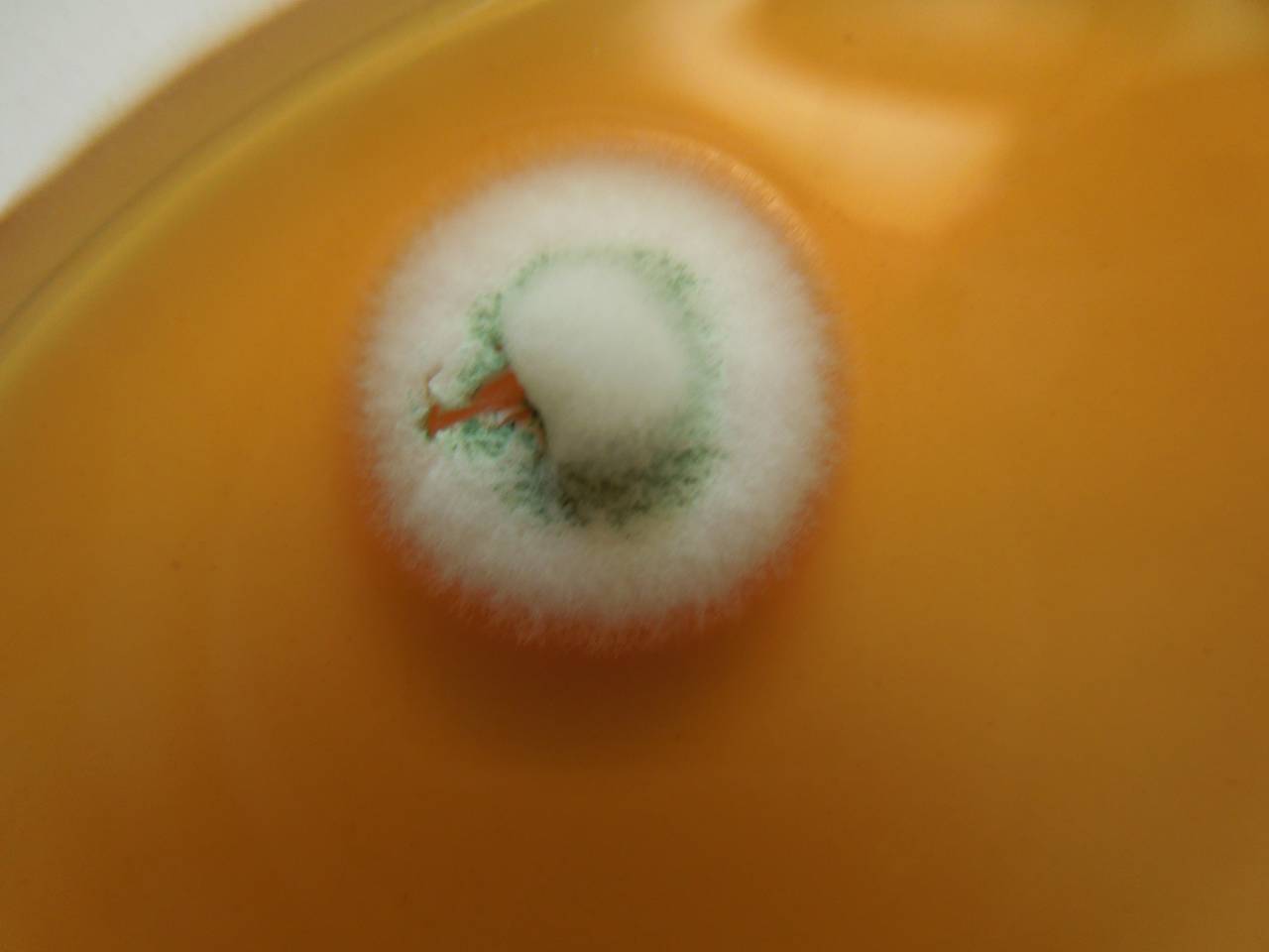 3031_MSU_FS-02, Район Манг Занг (Mang Yang districts), Gia Lai province (Vietnam)