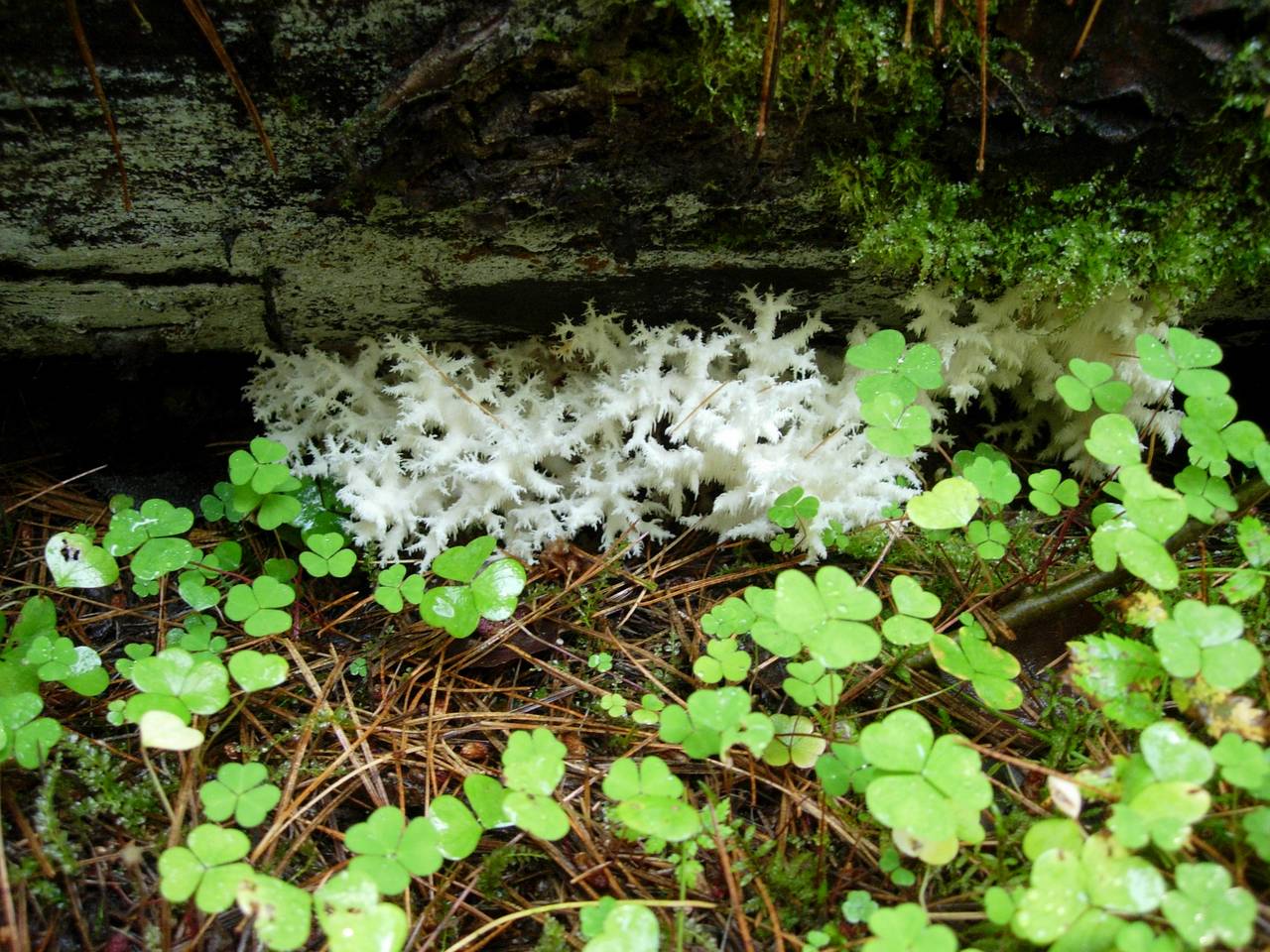 150_Hericium coralloides 8, Каменецкий район, Brest Region (Belarus)