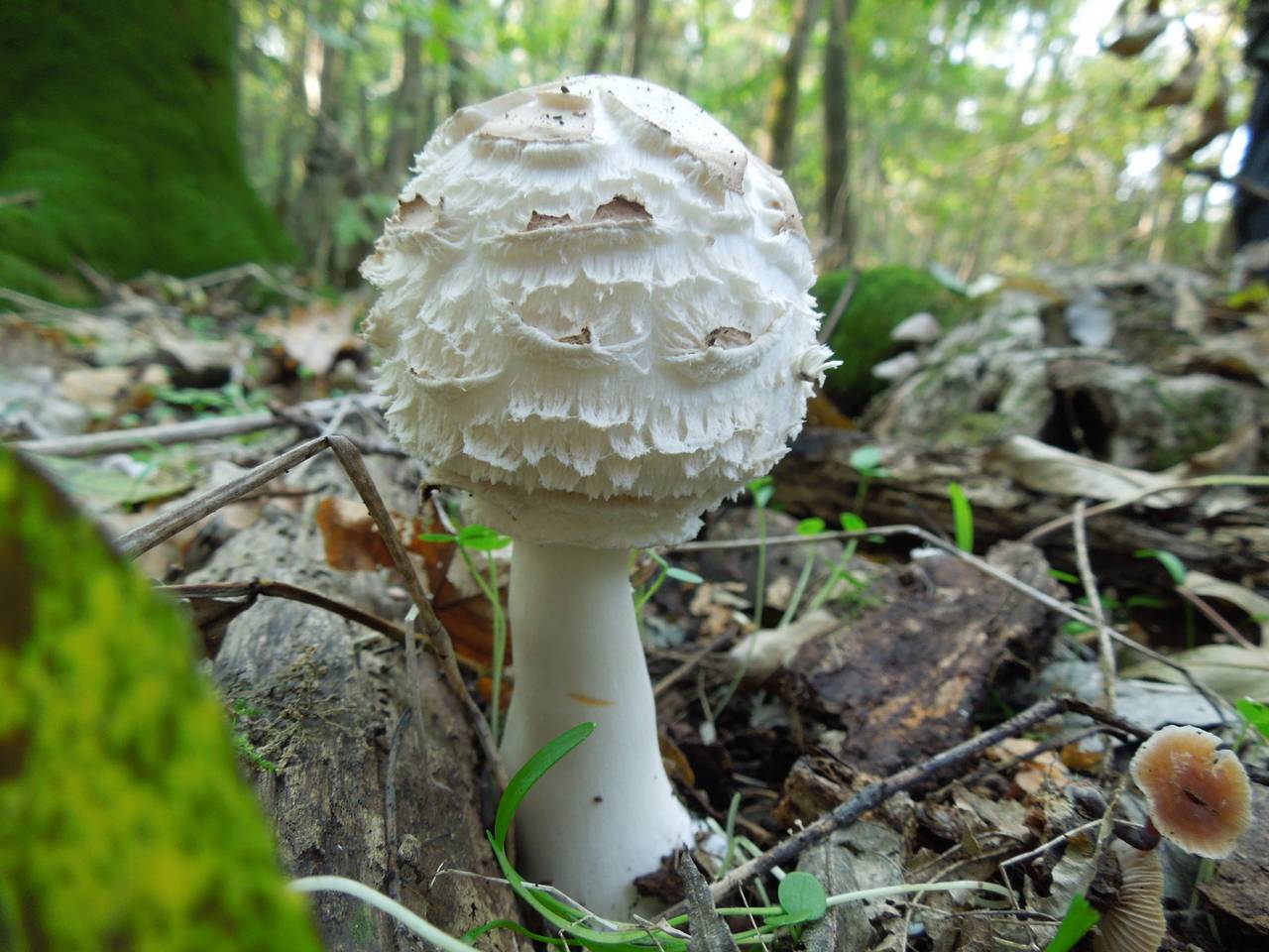 166_Chlorophyllum brunneum DSCN0001, Ставропольский район, Stavropol Krai (Russia)