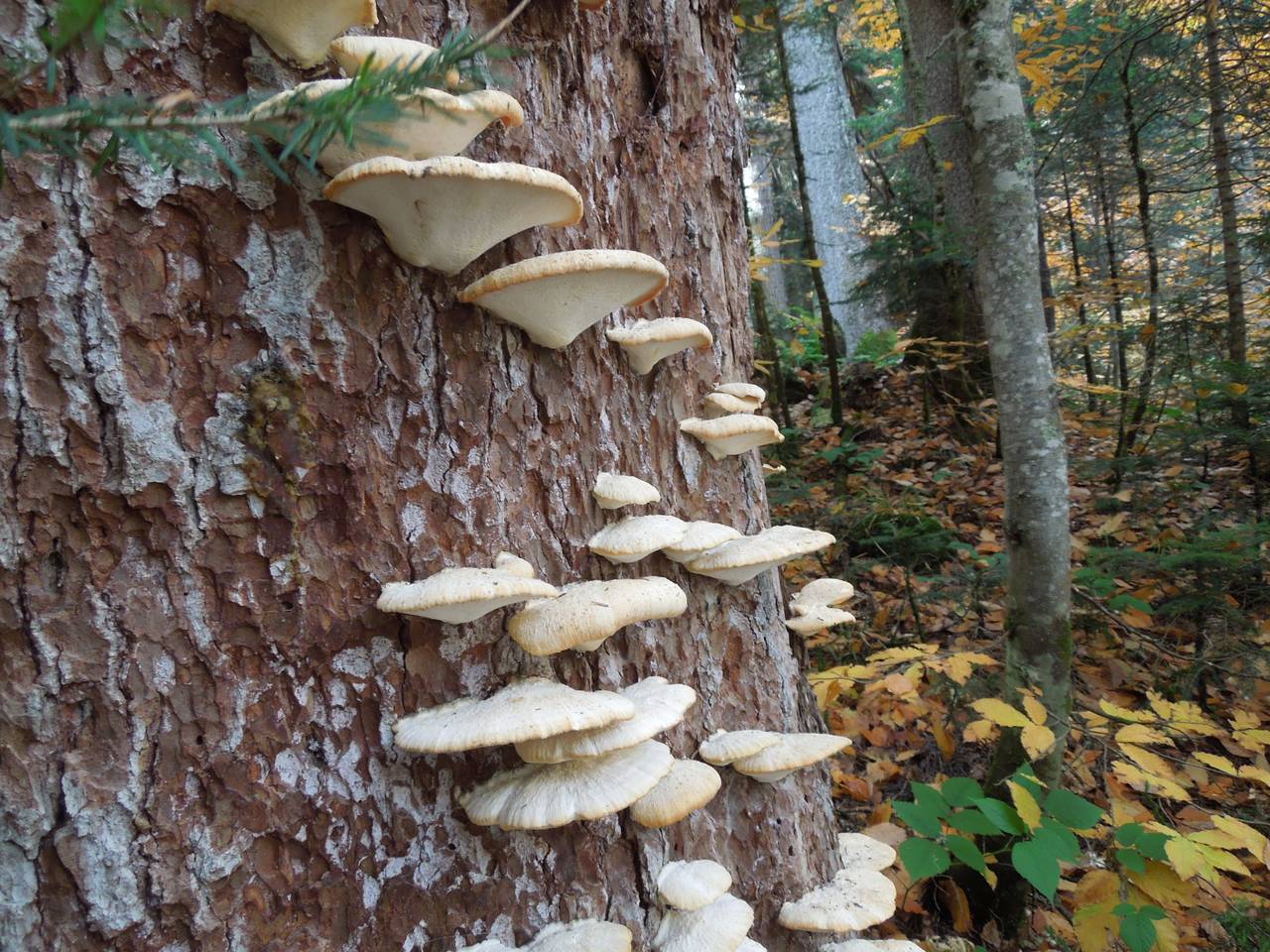 171_Climacocystis borealis DSCN0828, Зеленчукский район, Karachay-Cherkessia (Russia)