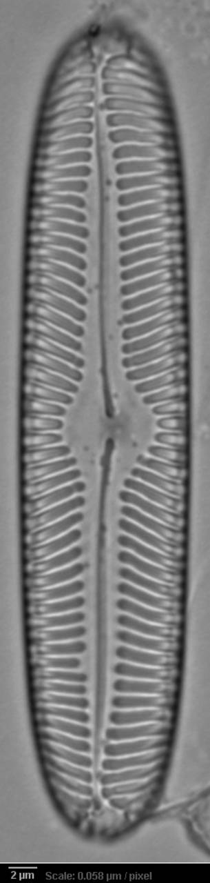 326s3-lm-600-sc, Одинцовский район, Moscow Oblast (Russia)