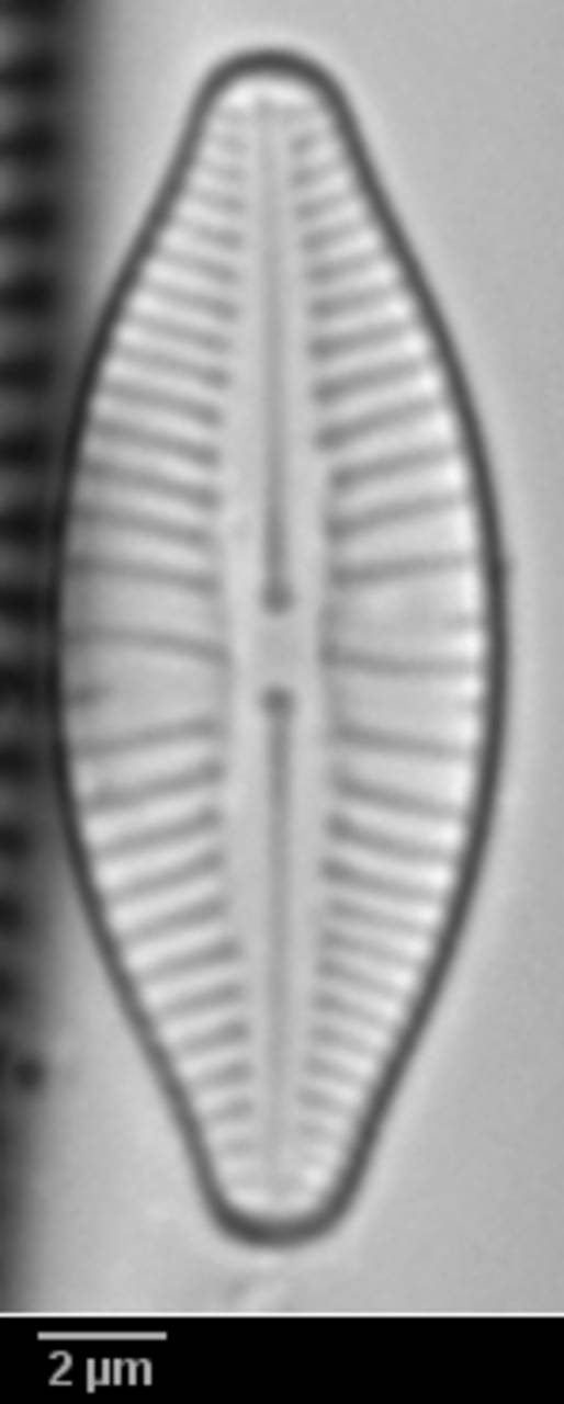 416s1-lm-224-sc, Одинцовский район, Moscow Oblast (Russia)