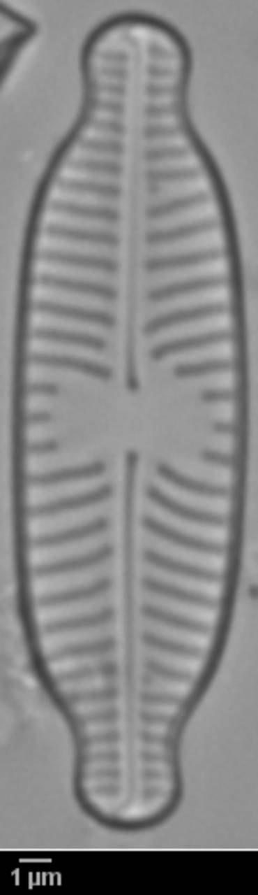 326s3-lm-515-sc, Одинцовский район, Moscow Oblast (Russia)