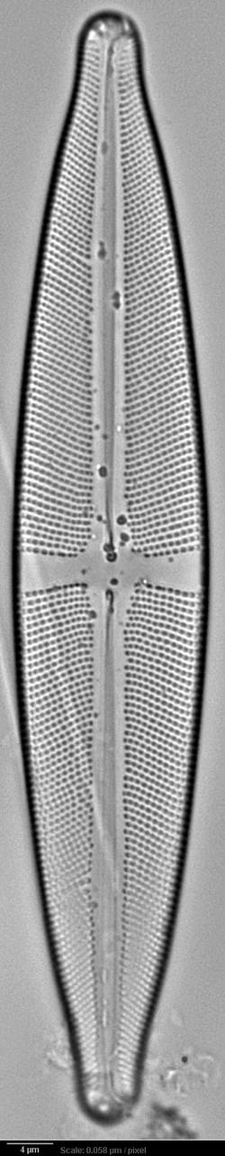 326s3-lm-057b_unsharp mask-sc, Одинцовский район, Moscow Oblast (Russia)