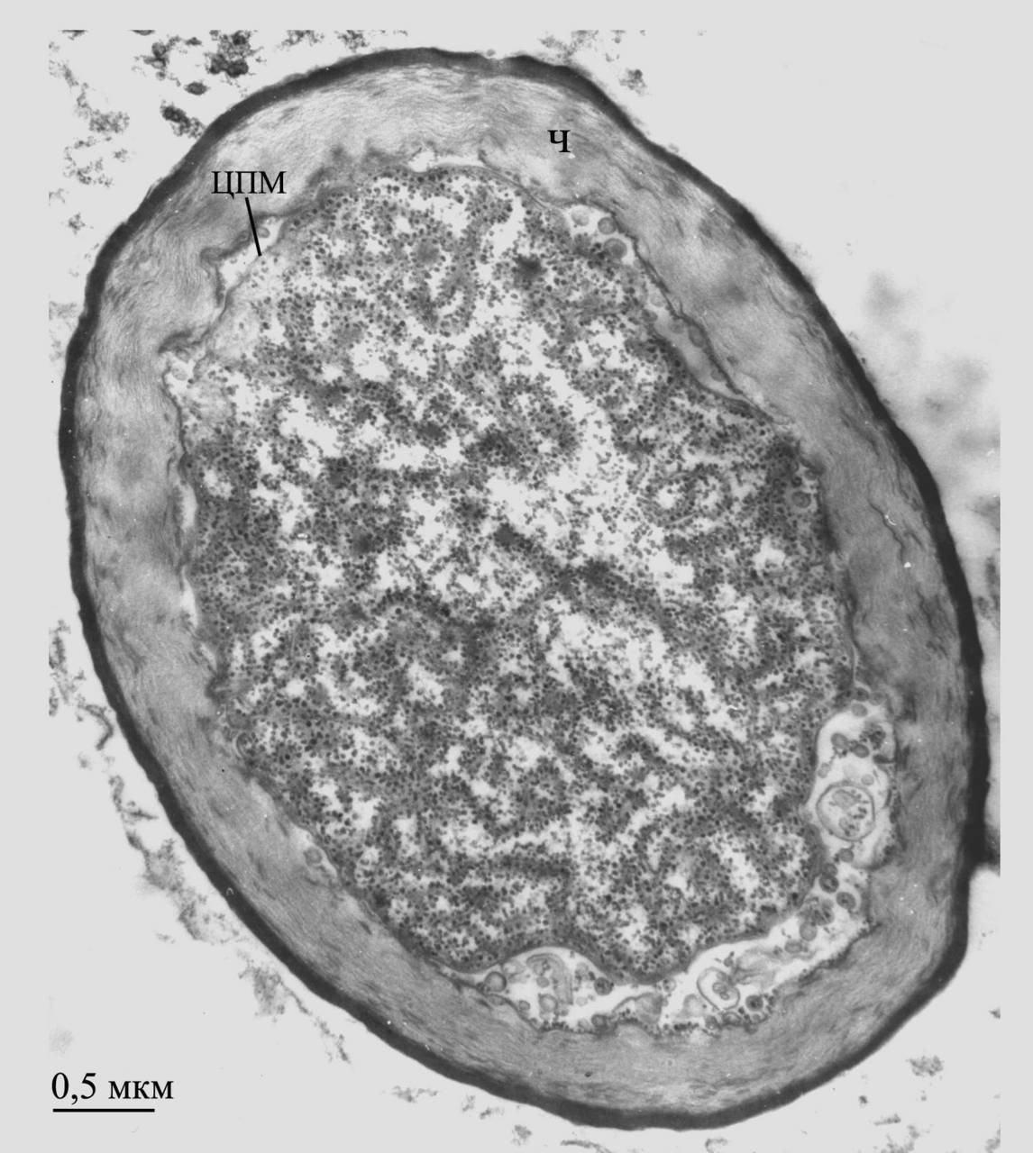 Делящиеся клетки Chlorogloeopsis fritschii ATCC 27193, объединённые общим чехлом, на стадии интенсивного роста культуры в оптимальных условиях на свету ( рисунок предоставлен Баулиной О.И.), (India)