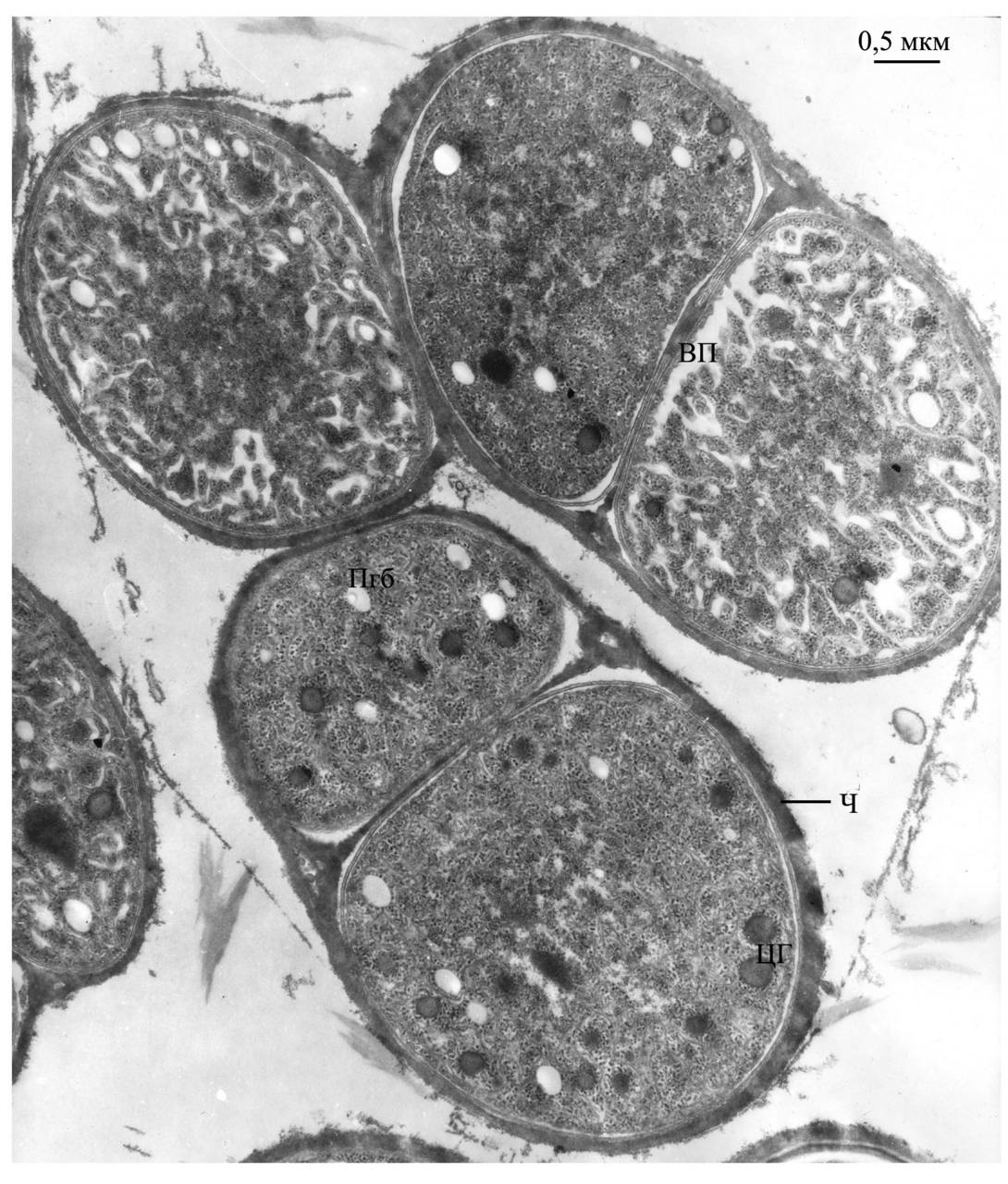 Делящиеся клетки Chlorogloeopsis fritschii ATCC 27193, объединённые общим чехлом, на стадии интенсивного роста культуры в оптимальных условиях на свету ( рисунок предоставлен Баулиной О.И.), (India)