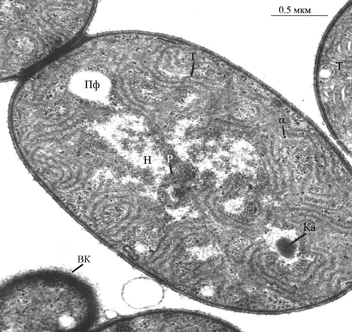  Фрагмент клетки  цианобактерии  нм - наружная мембрана, цпм - цитоплазматическая мембрана, КС -  клеточная стенка, Пг - пептидогликан,  (трансмиссионная элеткронная микроскопия, фото Баулиной О.И.). , (United States)