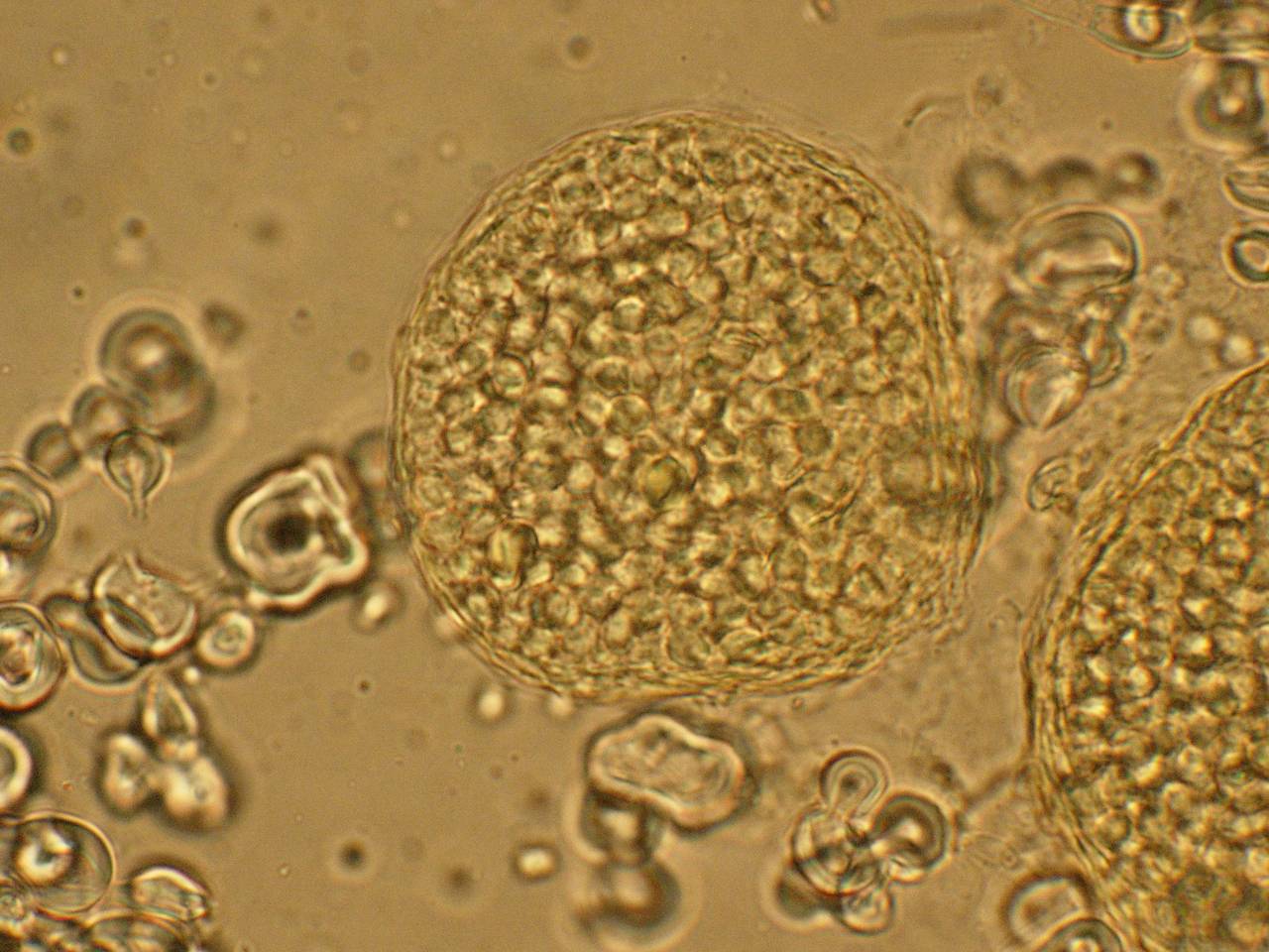 MSU_FS-00279 01, Район Тан Фу (Tân Phú district), Đồng Nai province (Vietnam)