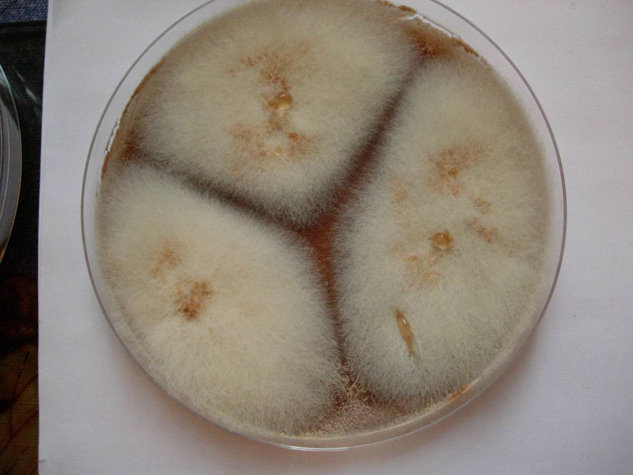 MSU_FS-00282 01, Район Тан Фу (Tân Phú district), Đồng Nai province (Vietnam)