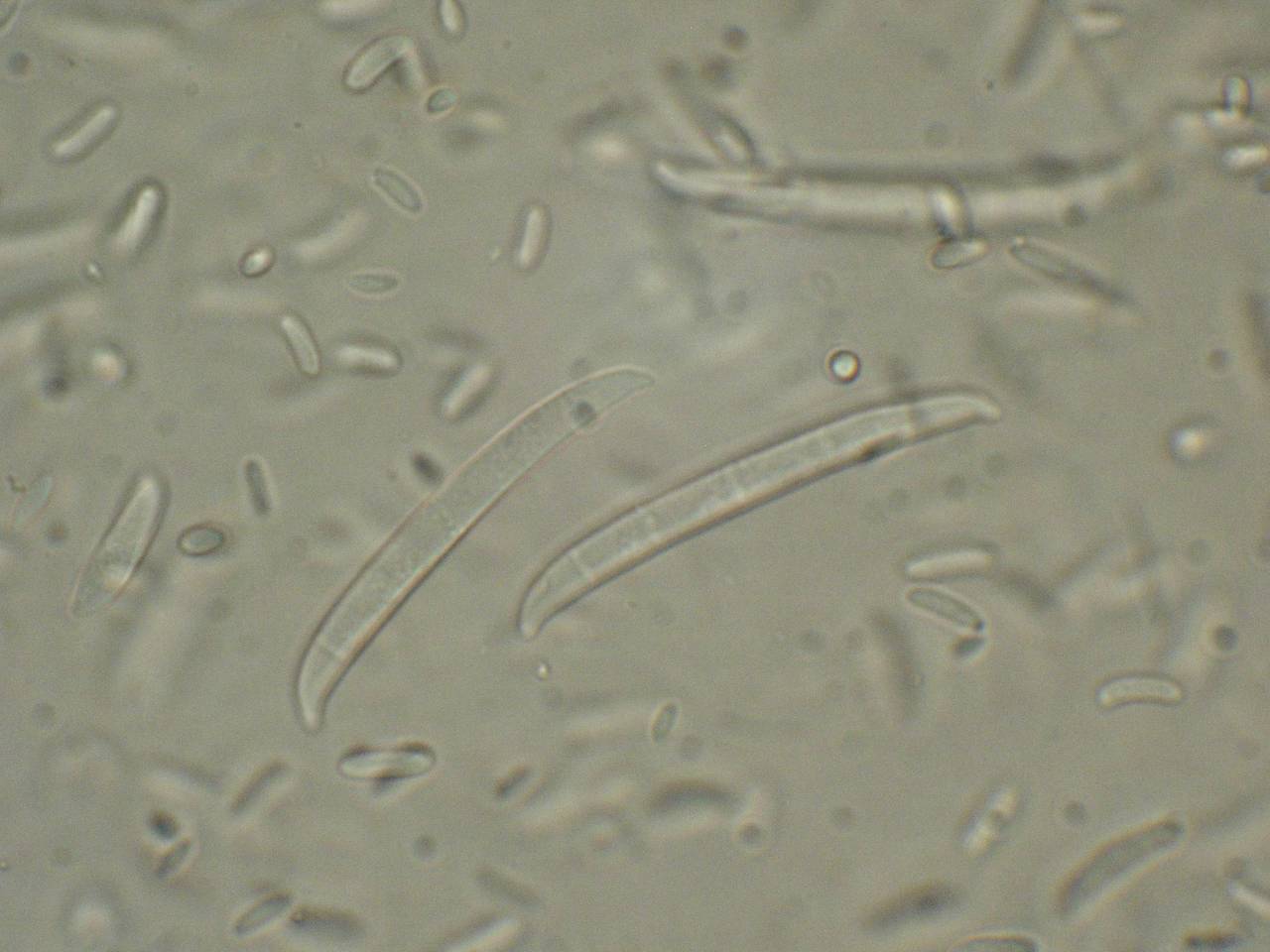 MSU_FS-00282 01, Район Тан Фу (Tân Phú district), Đồng Nai province (Vietnam)