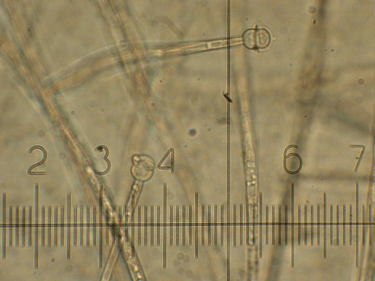 MSU_FS-00290 01, Район Тан Фу (Tân Phú district), Đồng Nai province (Vietnam)