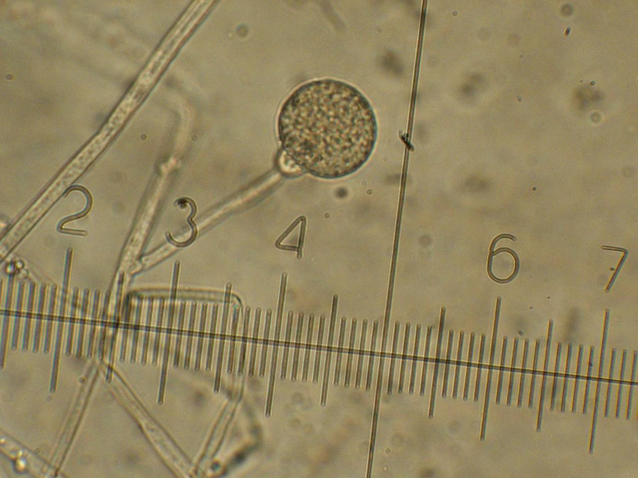 MSU_FS-00290 01, Район Тан Фу (Tân Phú district), Đồng Nai province (Vietnam)