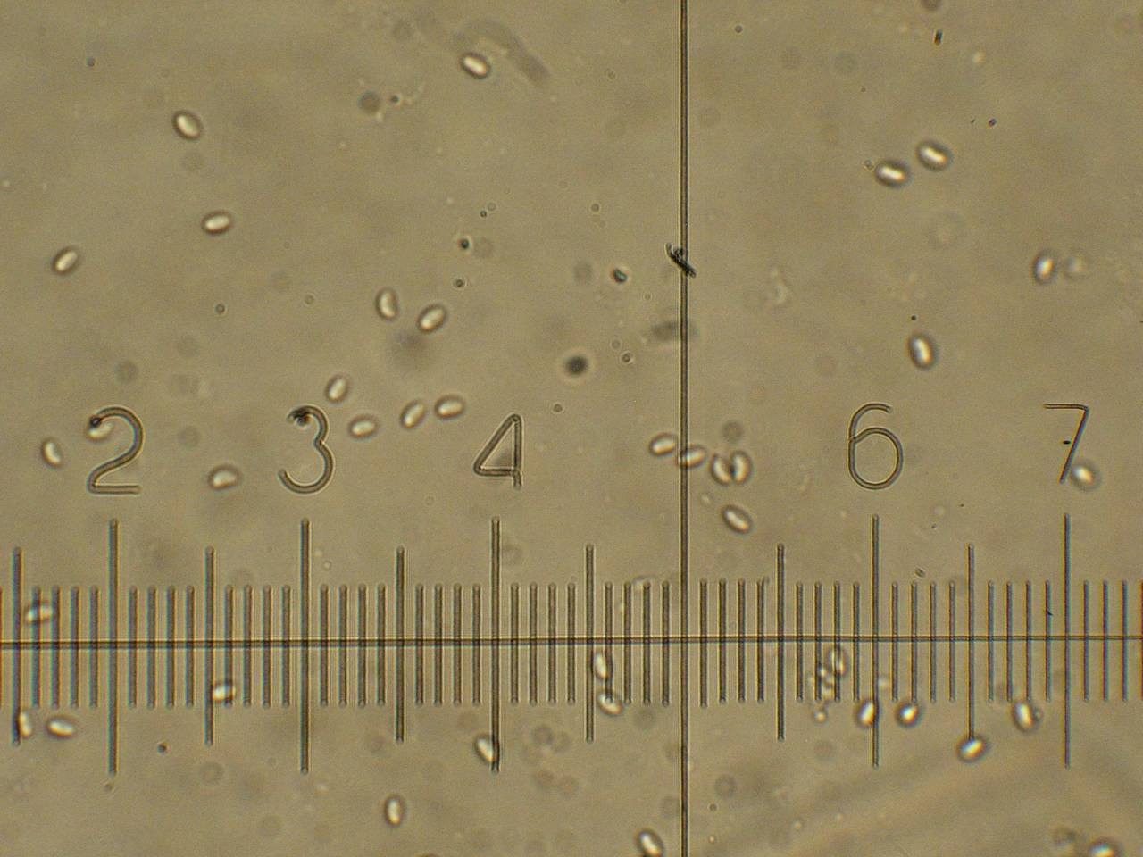 MSU_FS-00290 01, Район Тан Фу (Tân Phú district), Đồng Nai province (Vietnam)