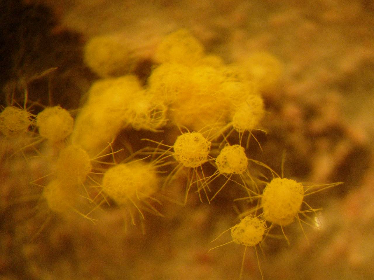 MSU_FS-00291 01, Район Тан Фу (Tân Phú district), Đồng Nai province (Vietnam)