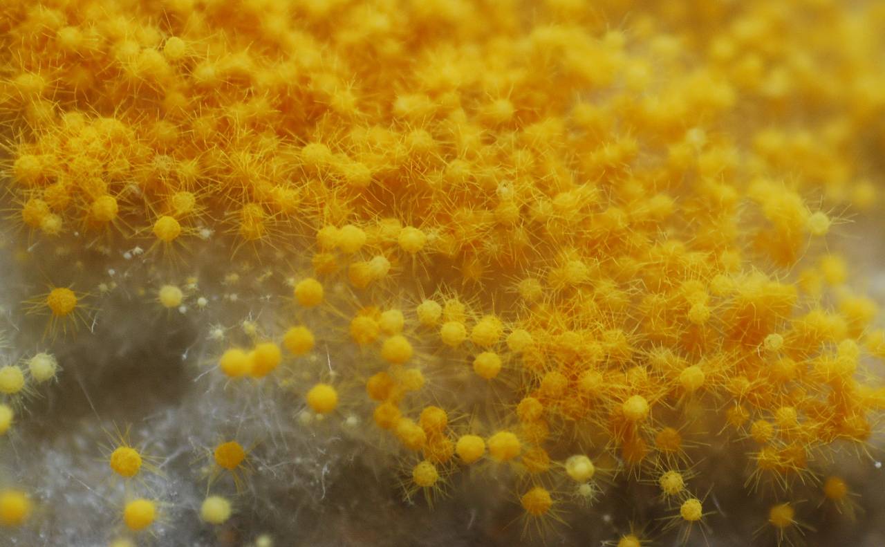 MSU_FS-00291 01, Район Тан Фу (Tân Phú district), Đồng Nai province (Vietnam)