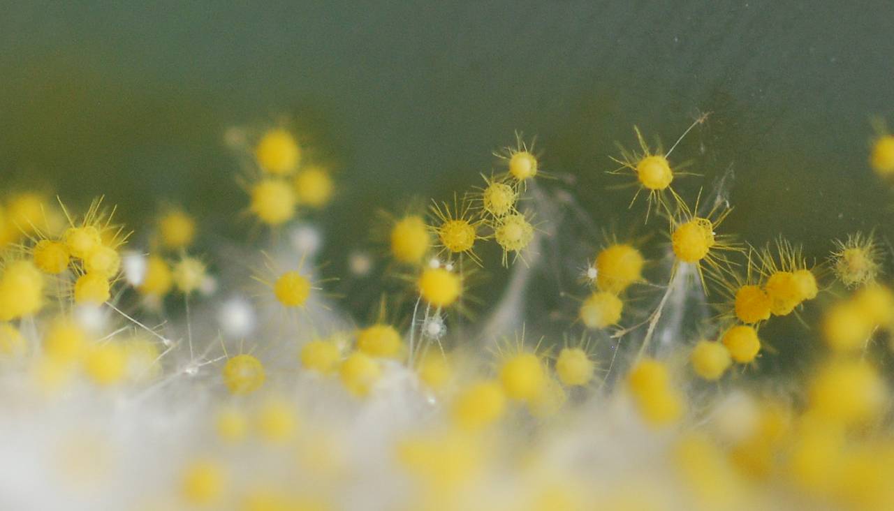 MSU_FS-00291 01, Район Тан Фу (Tân Phú district), Đồng Nai province (Vietnam)