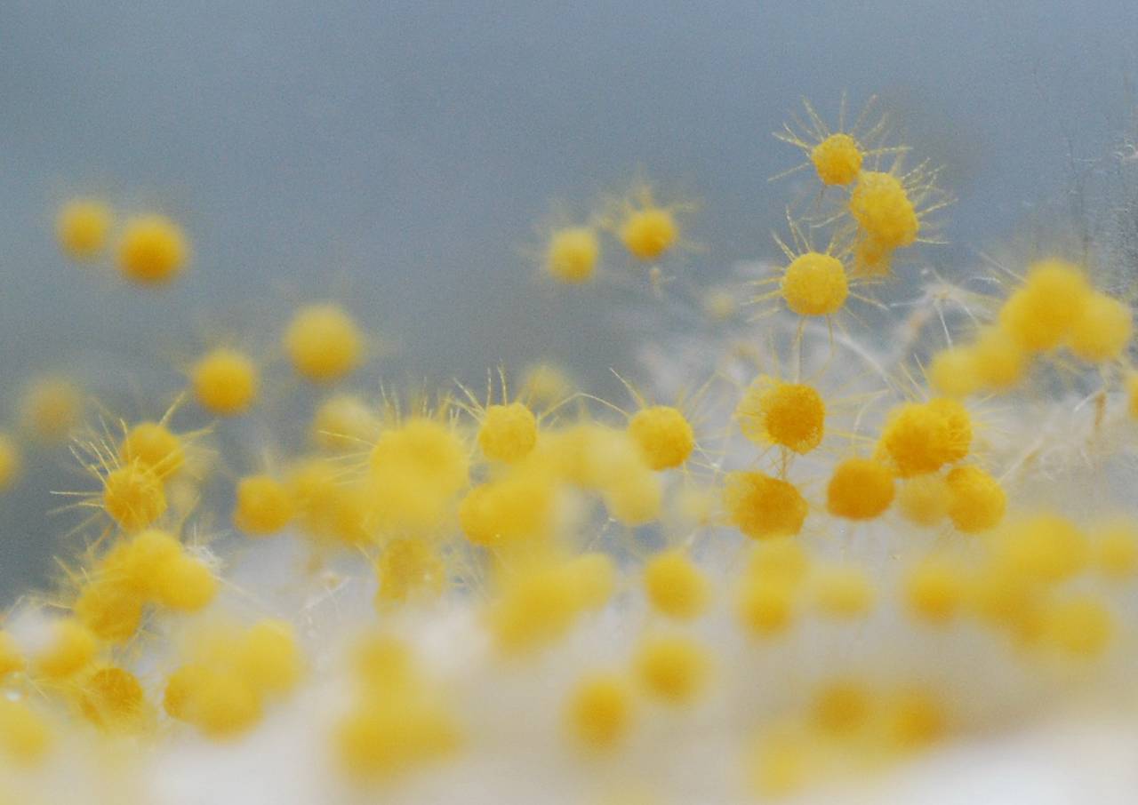 MSU_FS-00291 01, Район Тан Фу (Tân Phú district), Đồng Nai province (Vietnam)