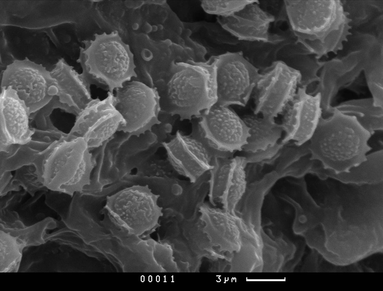 MSU_FS-00291 01, Район Тан Фу (Tân Phú district), Đồng Nai province (Vietnam)