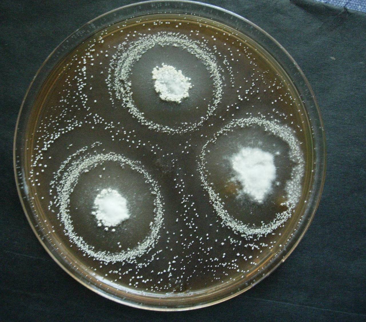 MSU_FS-00306 01, Район Тан Фу (Tân Phú district), Đồng Nai province (Vietnam)