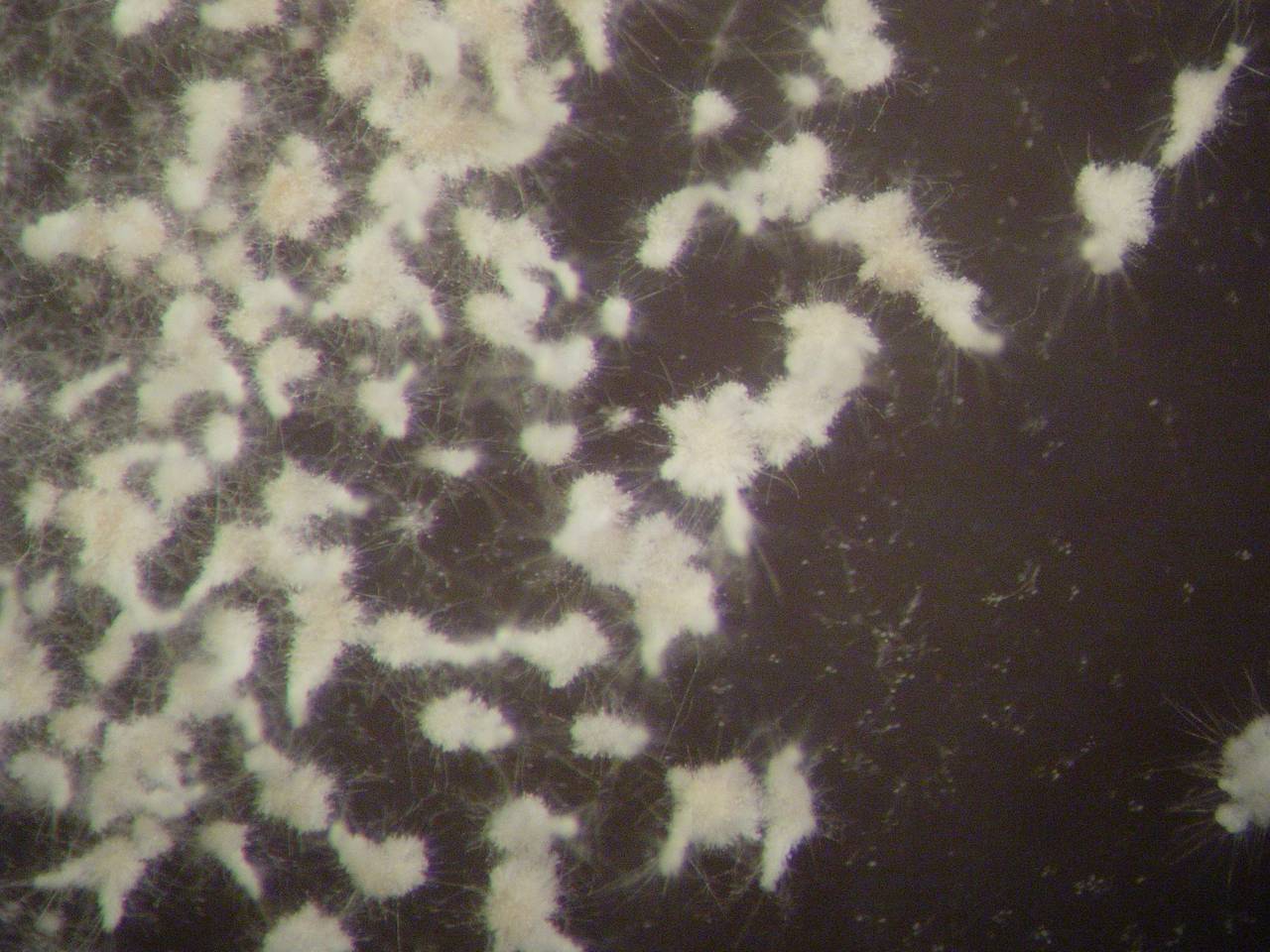 MSU_FS-00306 01, Район Тан Фу (Tân Phú district), Đồng Nai province (Vietnam)