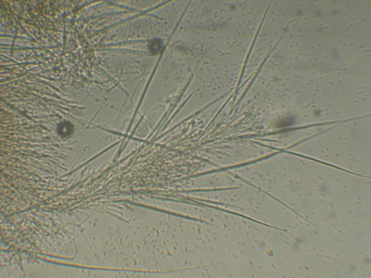 MSU_FS-00306 01, Район Тан Фу (Tân Phú district), Đồng Nai province (Vietnam)