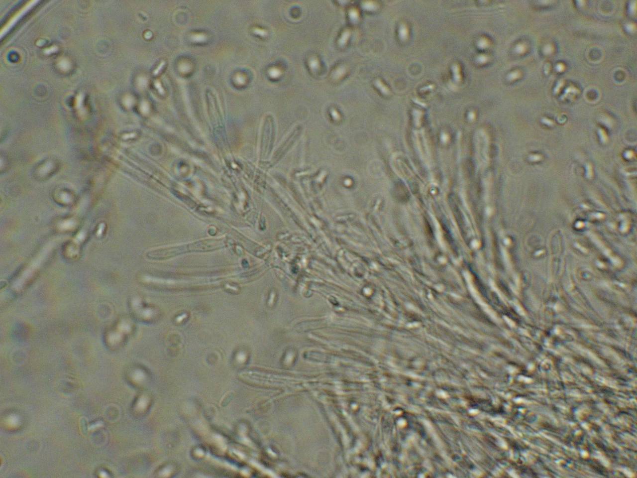 MSU_FS-00306 01, Район Тан Фу (Tân Phú district), Đồng Nai province (Vietnam)