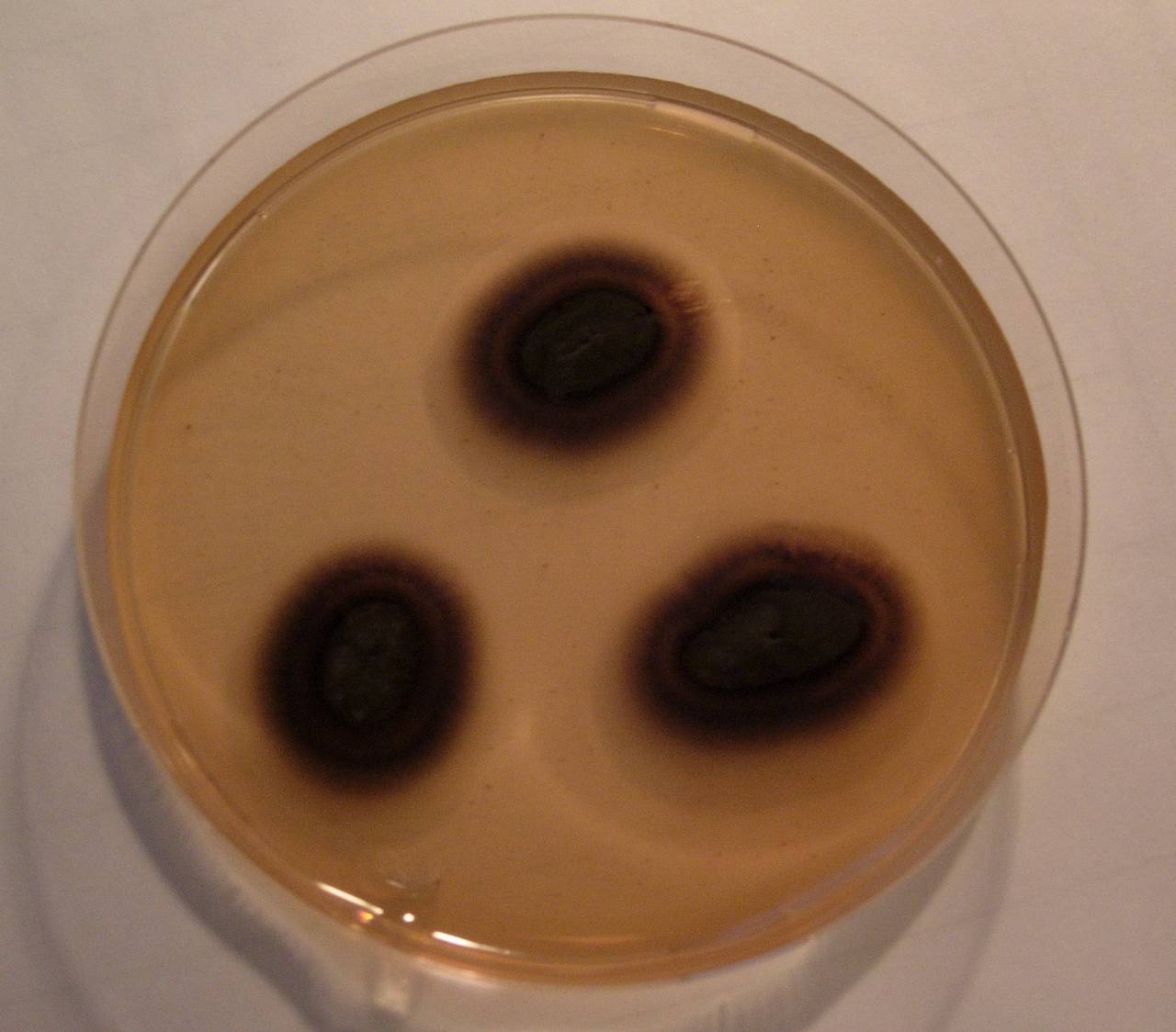 MSU_FS-00309 01, Район Тан Фу (Tân Phú district), Đồng Nai province (Vietnam)