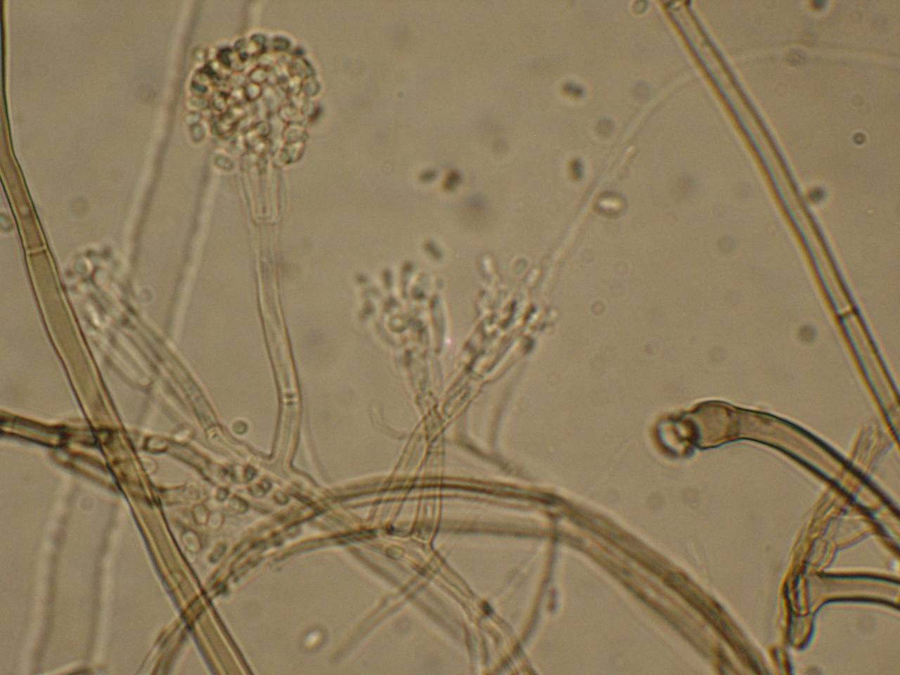 MSU_FS-00309 01, Район Тан Фу (Tân Phú district), Đồng Nai province (Vietnam)